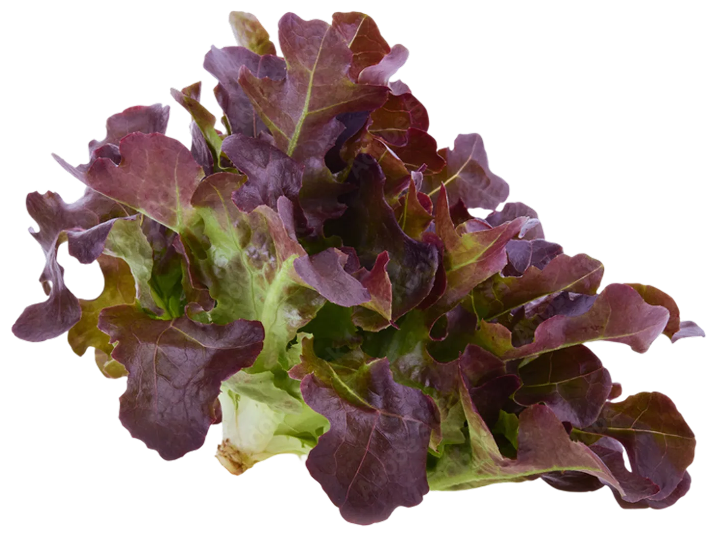 Lettuce